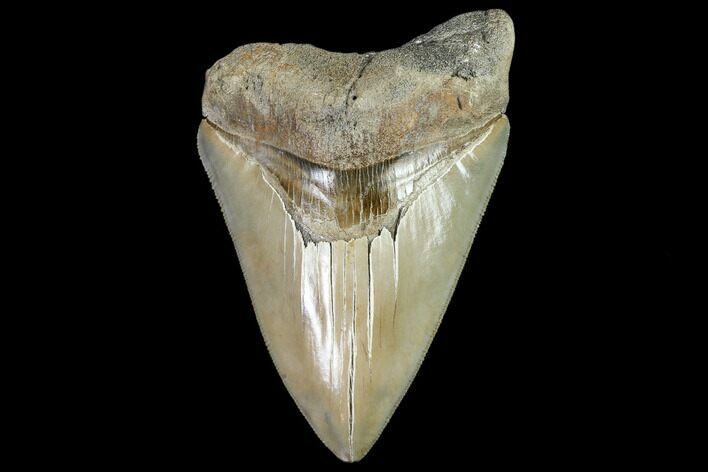 Serrated, Fossil Megalodon Tooth - South Carolina #104976